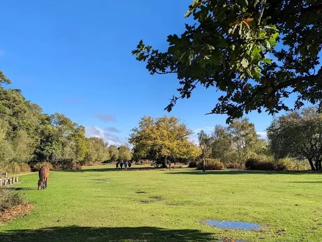 Godshill Inclosure: A Tranquil Woodland Haven in the New Forest