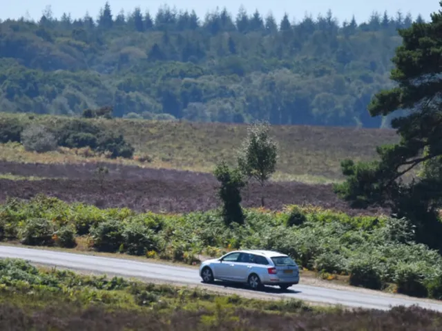 Ponies vs Drivers: New Forest’s Fresh Bid to Dodge Deadly Crashes