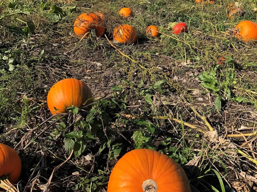 Pumpkin Pastures: Autumn Adventures in Fordingbridge