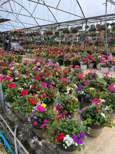 plants on display