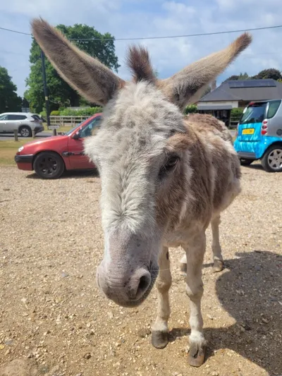 donkey