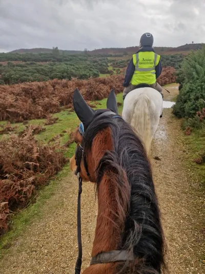 Hores riding in the New Forest