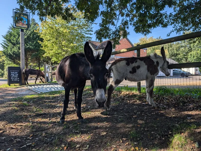 Donkeys