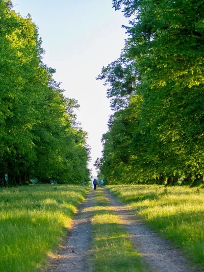 Avenue of trees and grassland at Harry’s Meadow Campsite near Fordingbridge
