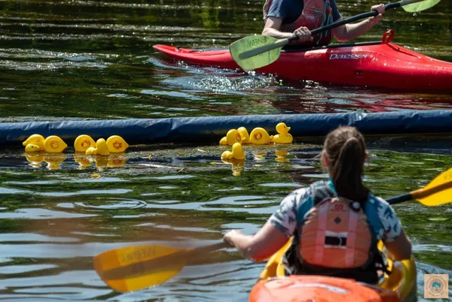 Duck racing on the river