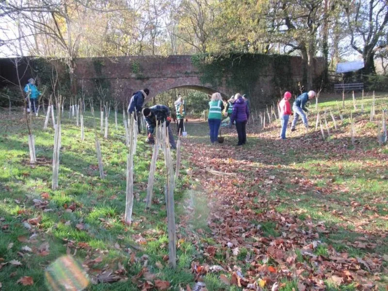 community tree planting